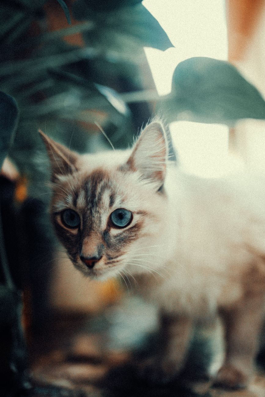 자연광을 받고 있는 고양이